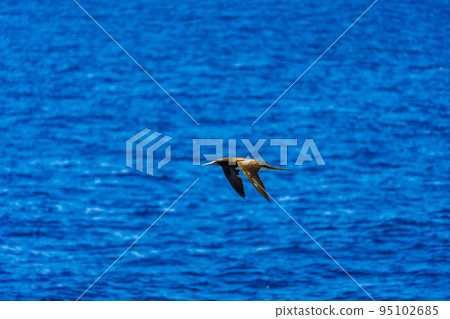 藍天上飛翔的海鳥與那國 藍天上飛翔的海鳥與那國 95102685