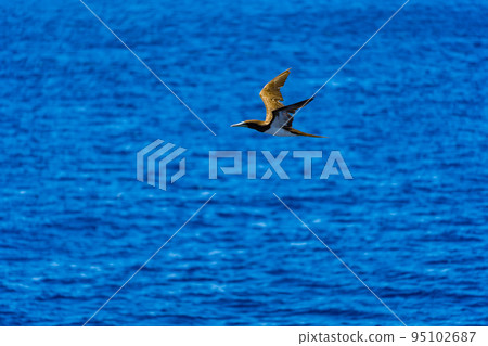 藍天上飛翔的海鳥與那國 藍天上飛翔的海鳥與那國 95102687