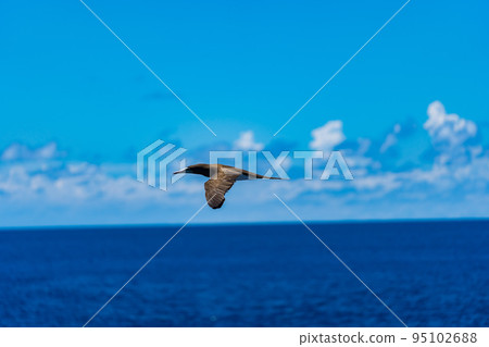藍天上飛翔的海鳥與那國 藍天上飛翔的海鳥與那國 95102688