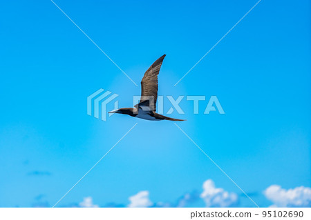 藍天上飛翔的海鳥與那國 95102690