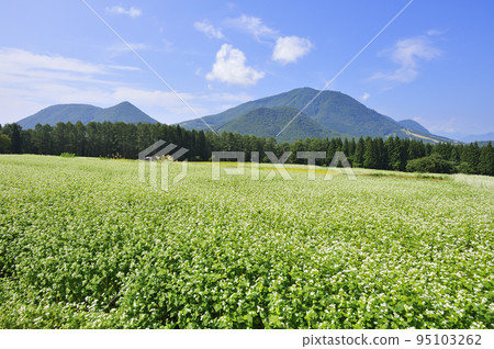 Buckwheat field and Mount Kurohime 95103262