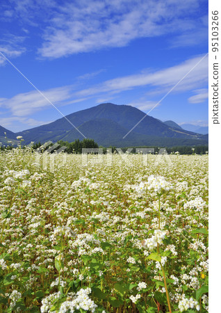 Buckwheat field and Mount Kurohime Buckwheat field and Mount Kurohime 95103266