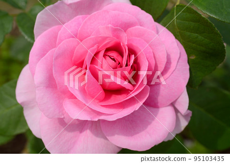 garden plant roses 95103435