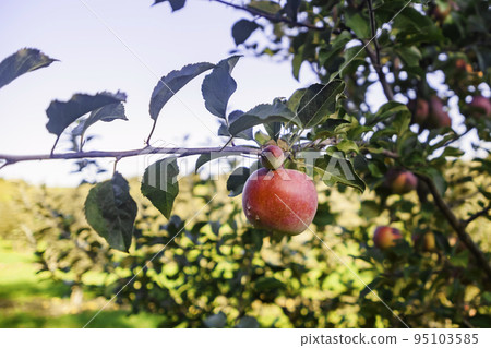 Apple tree with red fruits Apple tree with red fruits 95103585