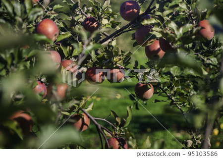 Apples ripe and ripe Apples ripe and ripe 95103586