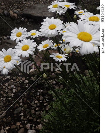 盛開的白花除蟲菊 盛開的白花除蟲菊 95104180