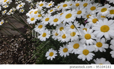 盛開的白花除蟲菊 盛開的白花除蟲菊 95104181