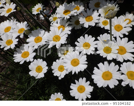 盛開的白花除蟲菊 盛開的白花除蟲菊 95104182
