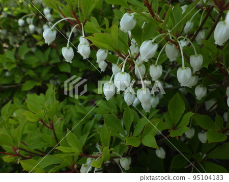 Enkianthus 杜鵑花與白花 Enkianthus 杜鵑花與白花 95104183