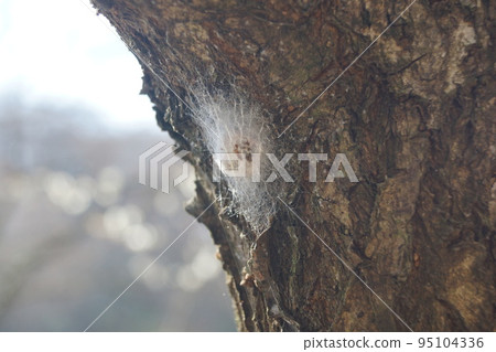 Nephila clavata egg mass 95104336