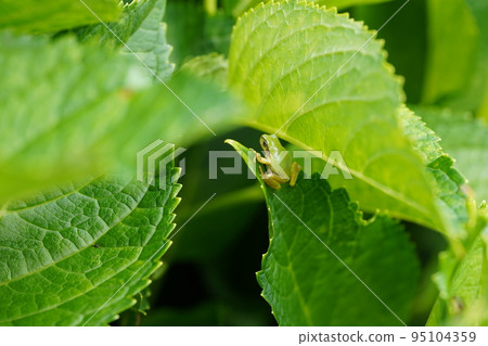 Tree frog on a hydrangea leaf Tree frog on a hydrangea leaf 95104359