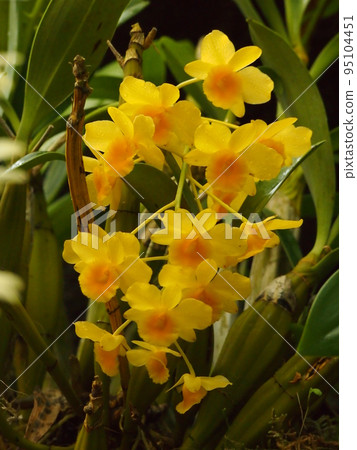 Dendrobium chrysotoxum Dendrobium chrysotoxum 95104451