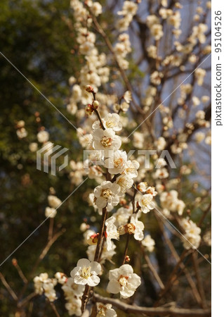 Plum blossom Plum blossom 95104526