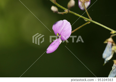 Flower of Alecidnus bali 95104563