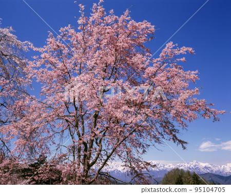 Nagano Prefecture Ogawa Village Tateya Bansho Cherry Blossoms and Tateyama Mountain Range after the remaining snow Nagano Prefecture Ogawa Village Tateya Bansho Cherry Blossoms and Tateyama Mountain Range after the remaining snow 95104705