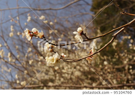 Plum blossom  95104760