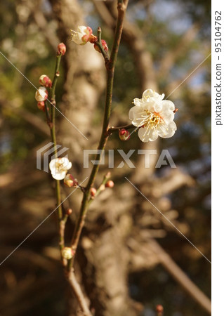Plum blossom Plum blossom 95104762