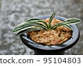 Omoto 95104803
