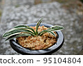 Omoto 95104804