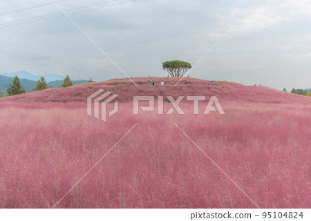 Waves of pink muhly and tourists signaling autumn Waves of pink muhly and tourists signaling autumn 95104824