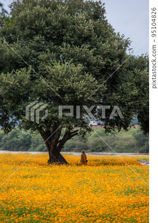 Posing under a large tree in a field of orange "Sulfur Cosmos" flowers Posing under a large tree in a field of orange "Sulfur Cosmos" flowers 95104826