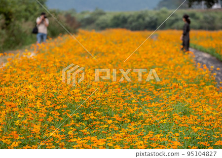 Taking pictures in orange light "Sulfur Cosmos" flowers. Taking pictures in orange light "Sulfur Cosmos" flowers. 95104827