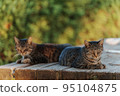 Cat posing like twins 95104875