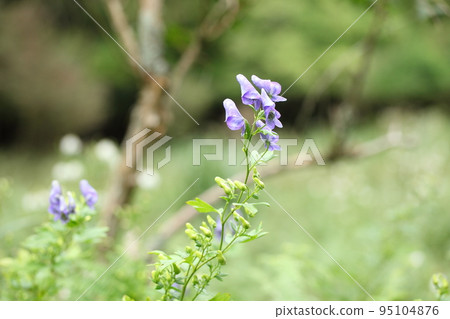 Torikabuto flowers Torikabuto flowers 95104876