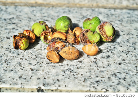 颱風掉落的咖椰（秋季、9 月） 95105150