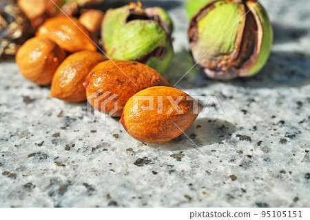 Kaya nuts dropped by a typhoon (Autumn, September) 95105151