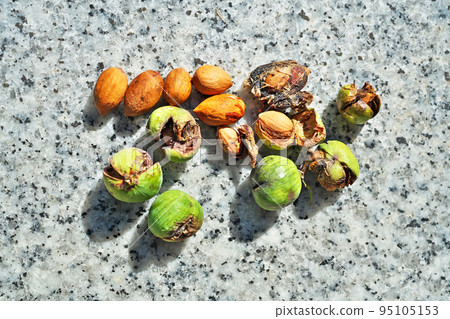 Kaya nuts dropped by a typhoon (Autumn, September) 95105153