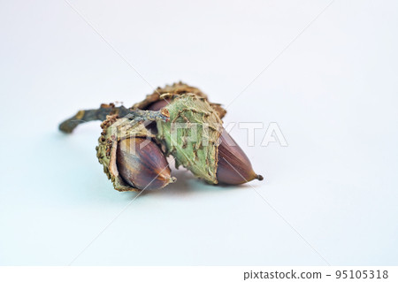 Sudajii fruit beginning to turn dark brown (Autumn, September) 95105318