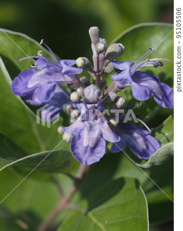 Hamagou flower, a seaside plant that grows on sandy beaches 95105506