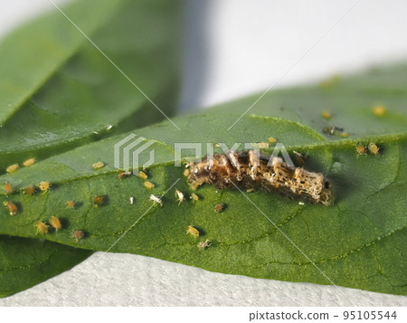 Larva of flat fly 95105544