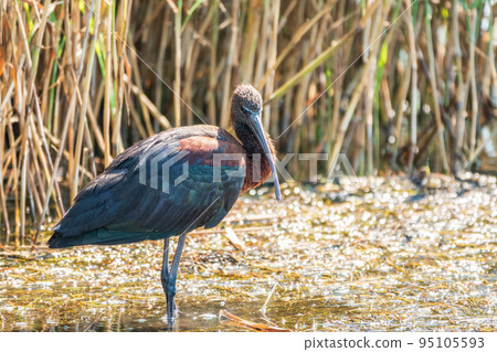 The glossy ibis, latin name Plegadis falcinellus, searching for food in the shallow lagoon. 95105593