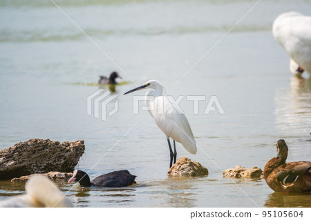 The small white heron or Little egret stands in the lake 95105604
