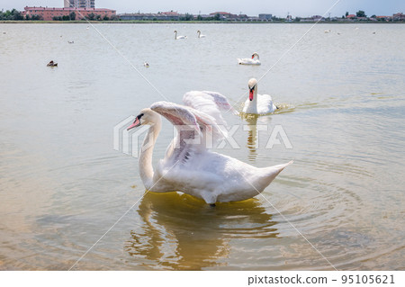 Graceful white Swan swimming in the lake and flaps its wings on the water. Graceful white Swan swimming in the lake and flaps its wings on the water. 95105621