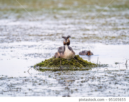 Great Crested Grebe, Podiceps cristatus, water bird sitting on the nest, nesting time on the green lake Great Crested Grebe, Podiceps cristatus, water bird sitting on the nest, nesting time on the green lake 95105655