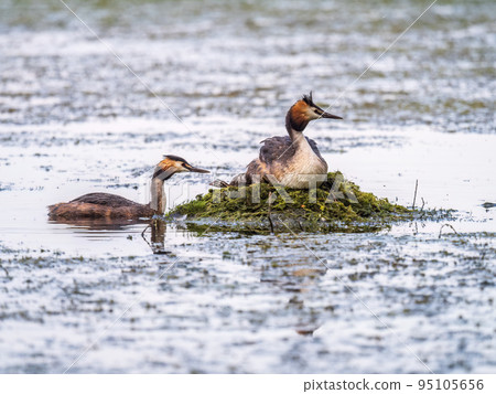 A pair of water birds, Great Crested Grebe, feeding chick at nest. A pair of water birds, Great Crested Grebe, feeding chick at nest. 95105656