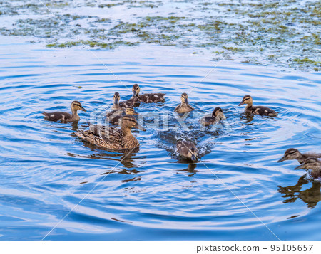 A family of ducks, a duck and its little ducklings are swimming in the water. The duck takes care of its newborn ducklings. Mallard, lat. Anas platyrhynchos 95105657