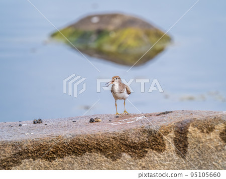 Common sandpiper, Actitis hypoleucos, resting lake shore under raindrops. 95105660