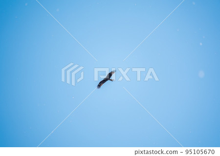 The bird of prey Black Kite flying in blue Sky in winter snowfall 95105670