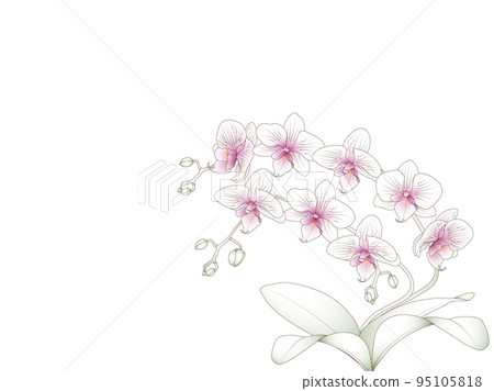 Mini phalaenopsis, hand-drawn style 95105818