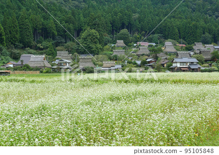 Miyama thatched roof village buckwheat flower garden 95105848