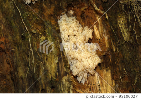 Coral Haritake or Coral Haritake Coral Haritake or Coral Haritake 95106027