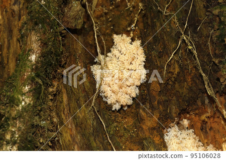 Coral Haritake or Coral Haritake Coral Haritake or Coral Haritake 95106028