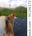 Buttocks of a Shiba Inu for a walk 95106172