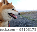 Profile of Shiba Inu who came for a walk to the sea 95106173