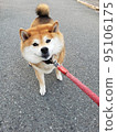 Shiba Inu refusing to walk 2 95106175