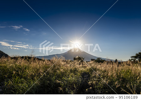 Grassland of pampas grass and Diamond Fuji in the morning at Asagiri Plateau in Fujinomiya City, Shizuoka Prefecture Grassland of pampas grass and Diamond Fuji in the morning at Asagiri Plateau in Fujinomiya City, Shizuoka Prefecture 95106189